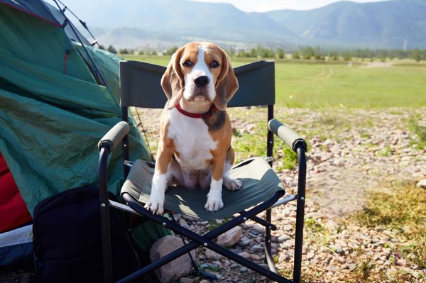 Les campings de l'Hérault sont-ils adaptés aux séjours avec animaux domestiques ?
